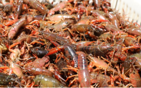 运满满货运数观：盱眙小龙虾走俏浙江 舟山、湖州、丽水成消费主力